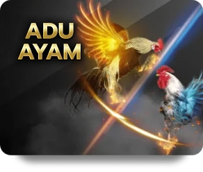 chicken fight